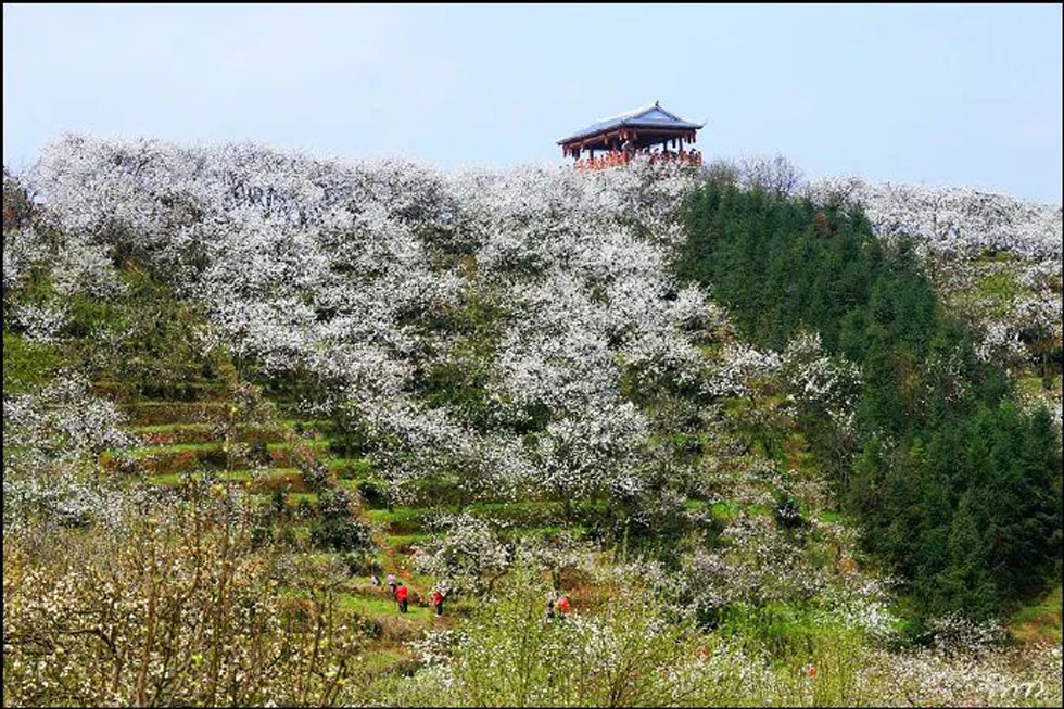 【春天,广西桂林灌阳县向您发出邀请!】我们在灌阳看梨花 - 游山玩水 - 海东生活社区 - 海东28生活网 haidong.28life.com