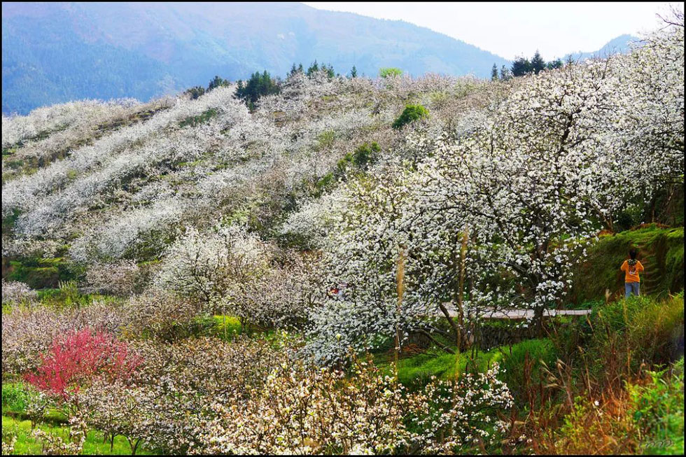 【春天,广西桂林灌阳县向您发出邀请!】我们在灌阳看梨花 - 游山玩水 - 海东生活社区 - 海东28生活网 haidong.28life.com