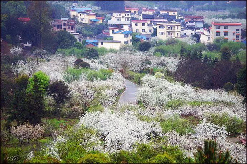 【春天,广西桂林灌阳县向您发出邀请!】我们在灌阳看梨花 - 游山玩水 - 海东生活社区 - 海东28生活网 haidong.28life.com