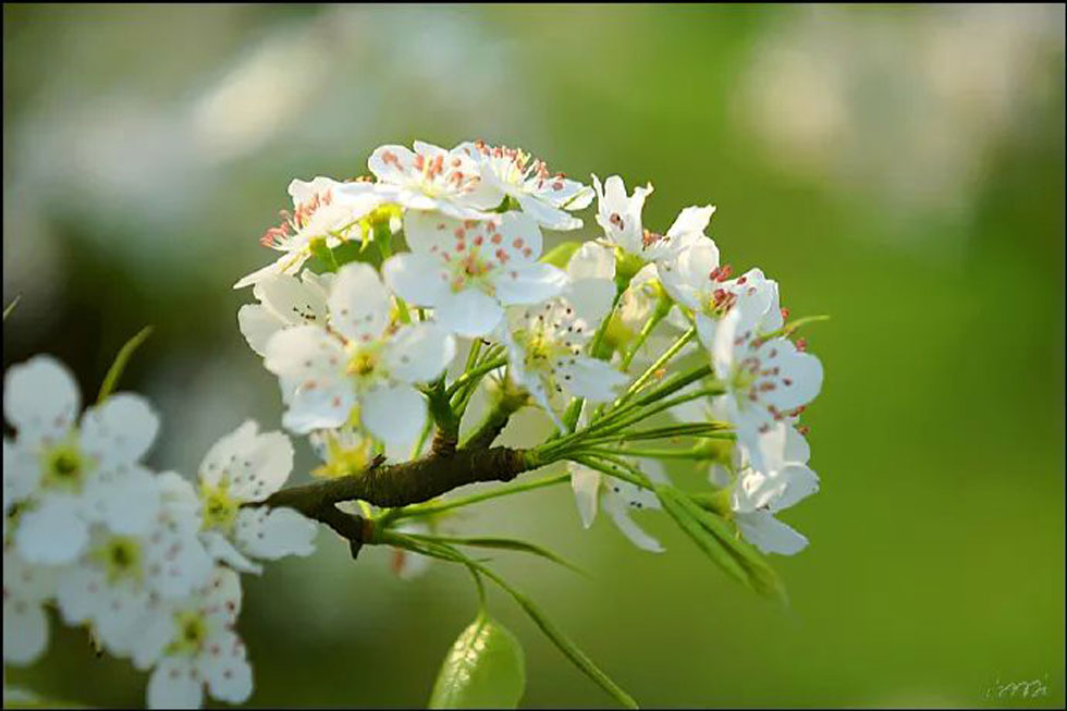 【春天,广西桂林灌阳县向您发出邀请!】我们在灌阳看梨花 - 游山玩水 - 海东生活社区 - 海东28生活网 haidong.28life.com
