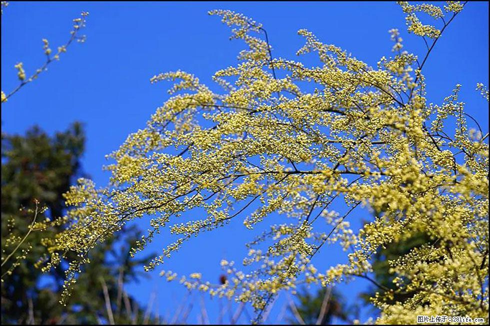 【春天，广西桂林灌阳县向您发出邀请！】米珠山前有片山苍子花在飘香 - 游山玩水 - 海东生活社区 - 海东28生活网 haidong.28life.com