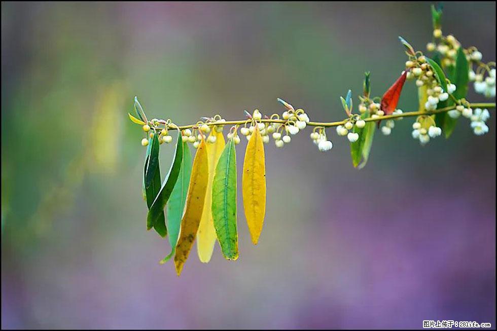 【春天，广西桂林灌阳县向您发出邀请！】米珠山前有片山苍子花在飘香 - 游山玩水 - 海东生活社区 - 海东28生活网 haidong.28life.com