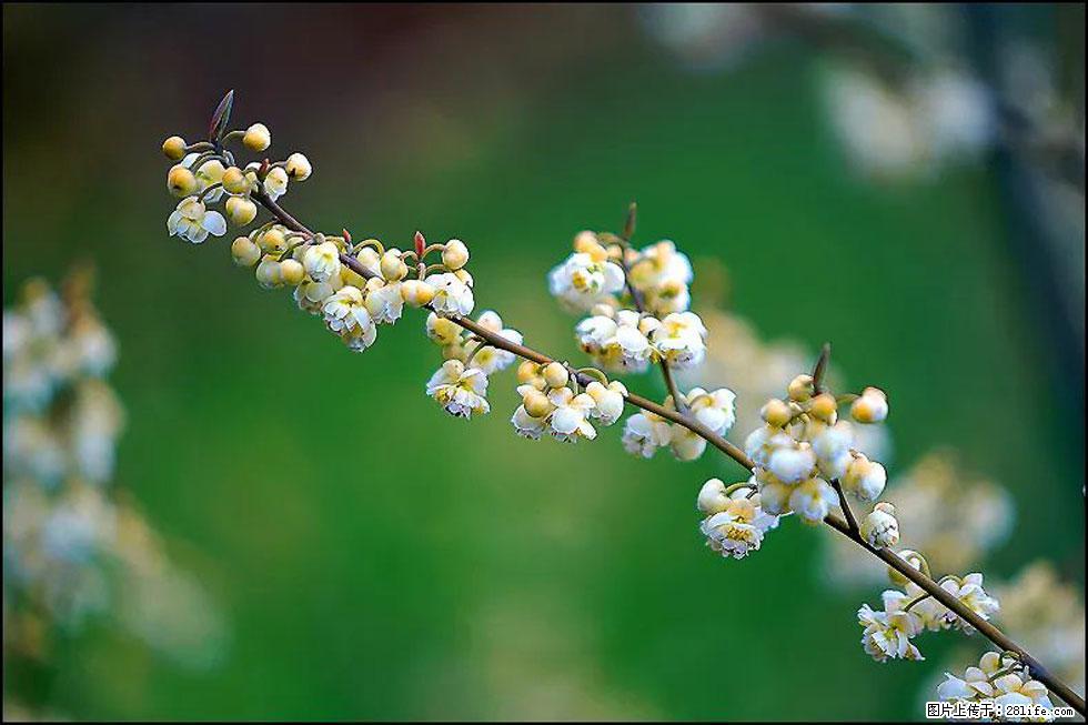 【春天，广西桂林灌阳县向您发出邀请！】米珠山前有片山苍子花在飘香 - 游山玩水 - 海东生活社区 - 海东28生活网 haidong.28life.com