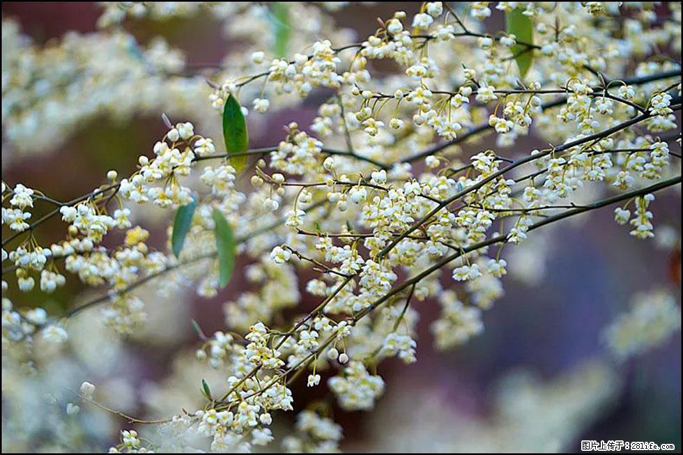 【春天，广西桂林灌阳县向您发出邀请！】米珠山前有片山苍子花在飘香 - 游山玩水 - 海东生活社区 - 海东28生活网 haidong.28life.com