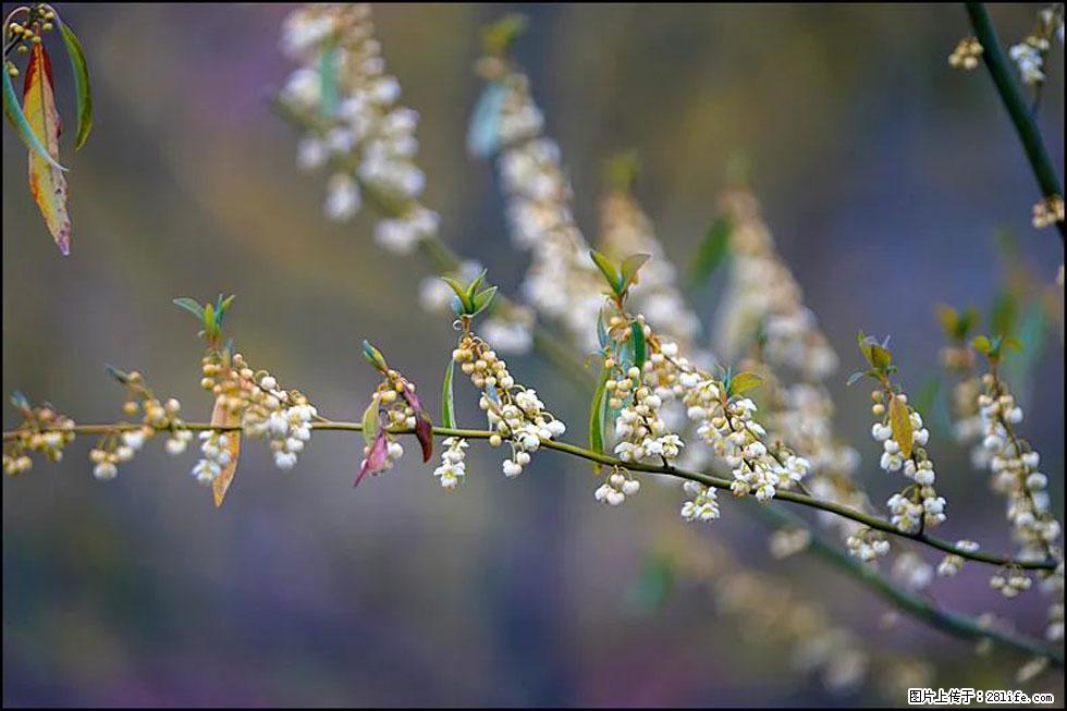 【春天，广西桂林灌阳县向您发出邀请！】米珠山前有片山苍子花在飘香 - 游山玩水 - 海东生活社区 - 海东28生活网 haidong.28life.com