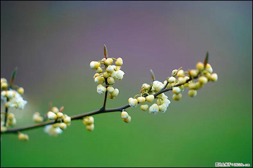 【春天，广西桂林灌阳县向您发出邀请！】米珠山前有片山苍子花在飘香 - 游山玩水 - 海东生活社区 - 海东28生活网 haidong.28life.com