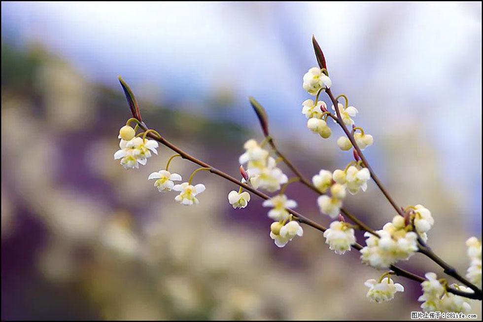 【春天，广西桂林灌阳县向您发出邀请！】米珠山前有片山苍子花在飘香 - 游山玩水 - 海东生活社区 - 海东28生活网 haidong.28life.com