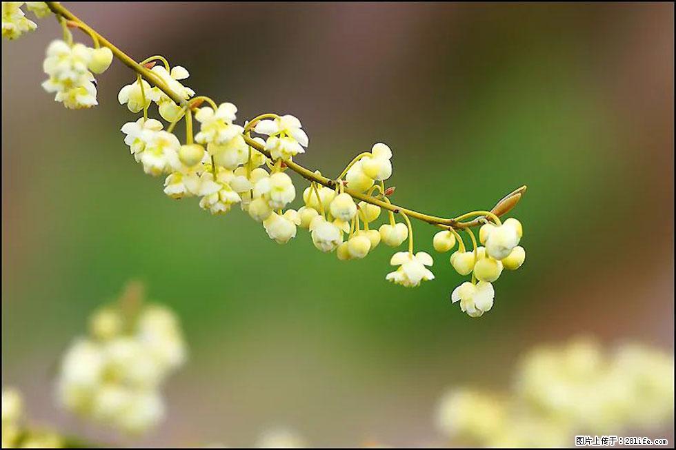 【春天，广西桂林灌阳县向您发出邀请！】米珠山前有片山苍子花在飘香 - 游山玩水 - 海东生活社区 - 海东28生活网 haidong.28life.com
