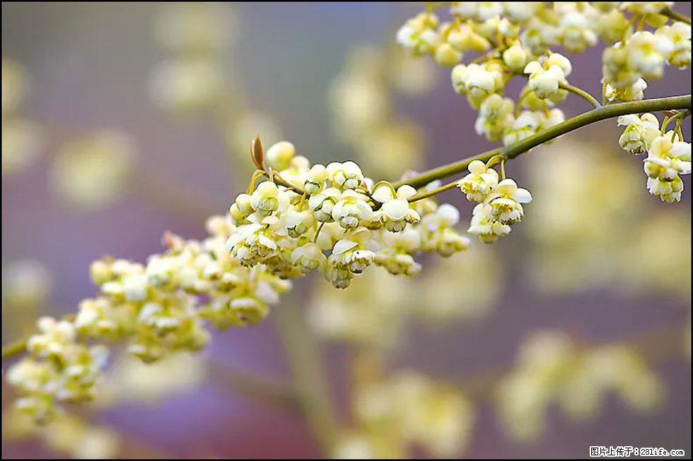【春天，广西桂林灌阳县向您发出邀请！】米珠山前有片山苍子花在飘香 - 游山玩水 - 海东生活社区 - 海东28生活网 haidong.28life.com