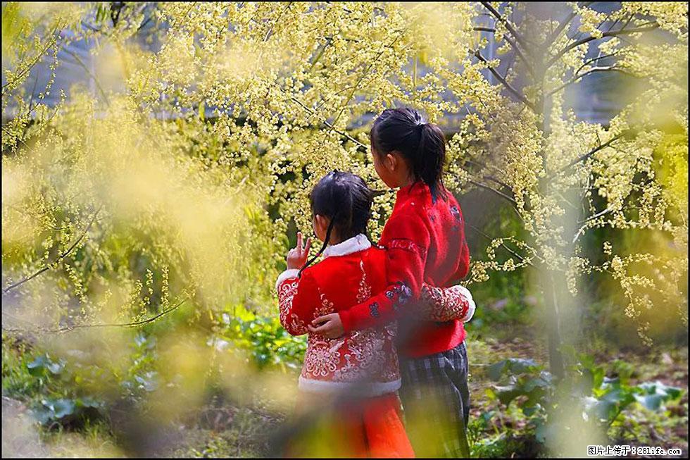 【春天，广西桂林灌阳县向您发出邀请！】米珠山前有片山苍子花在飘香 - 游山玩水 - 海东生活社区 - 海东28生活网 haidong.28life.com