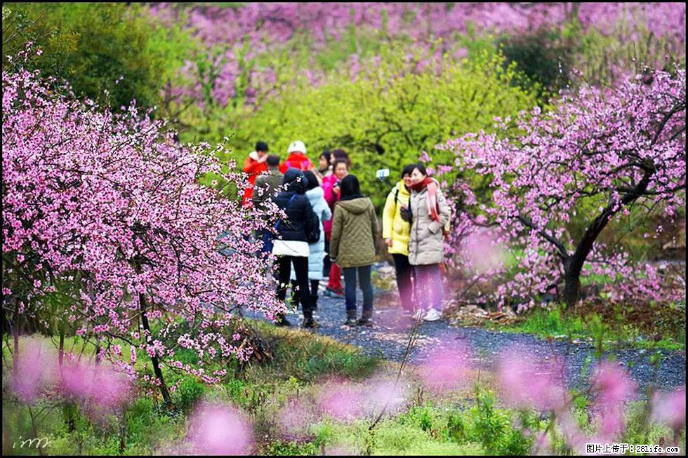 【春天,广西桂林灌阳县向您发出邀请!】官庄村有个醉美的桃花园 - 游山玩水 - 海东生活社区 - 海东28生活网 haidong.28life.com