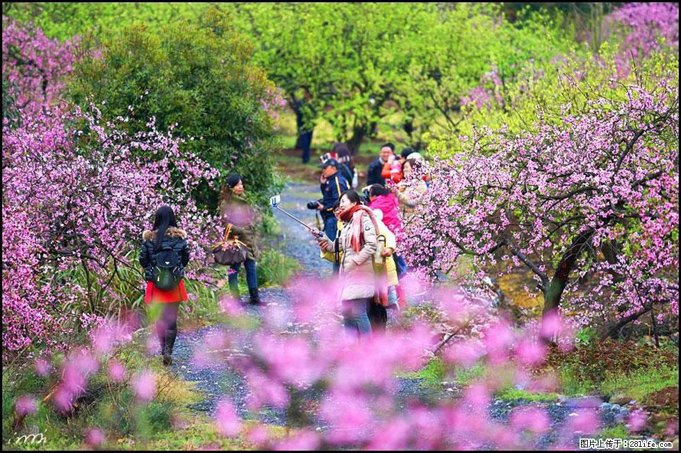【春天,广西桂林灌阳县向您发出邀请!】官庄村有个醉美的桃花园 - 游山玩水 - 海东生活社区 - 海东28生活网 haidong.28life.com