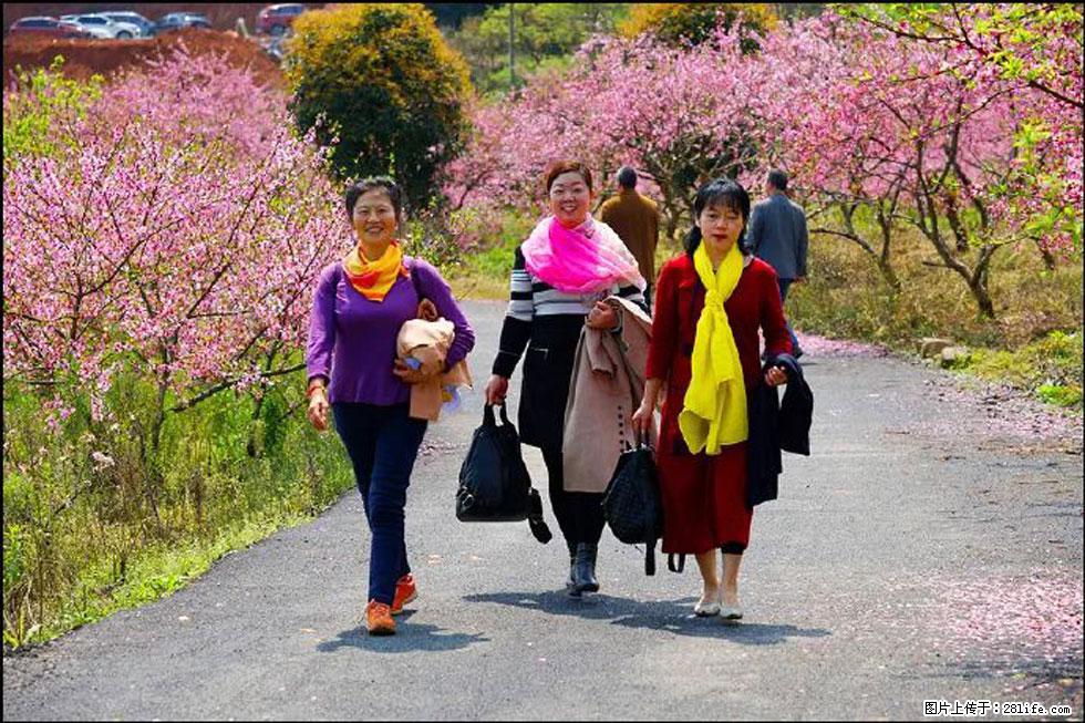【春天,广西桂林灌阳县向您发出邀请!】官庄村有个醉美的桃花园 - 游山玩水 - 海东生活社区 - 海东28生活网 haidong.28life.com