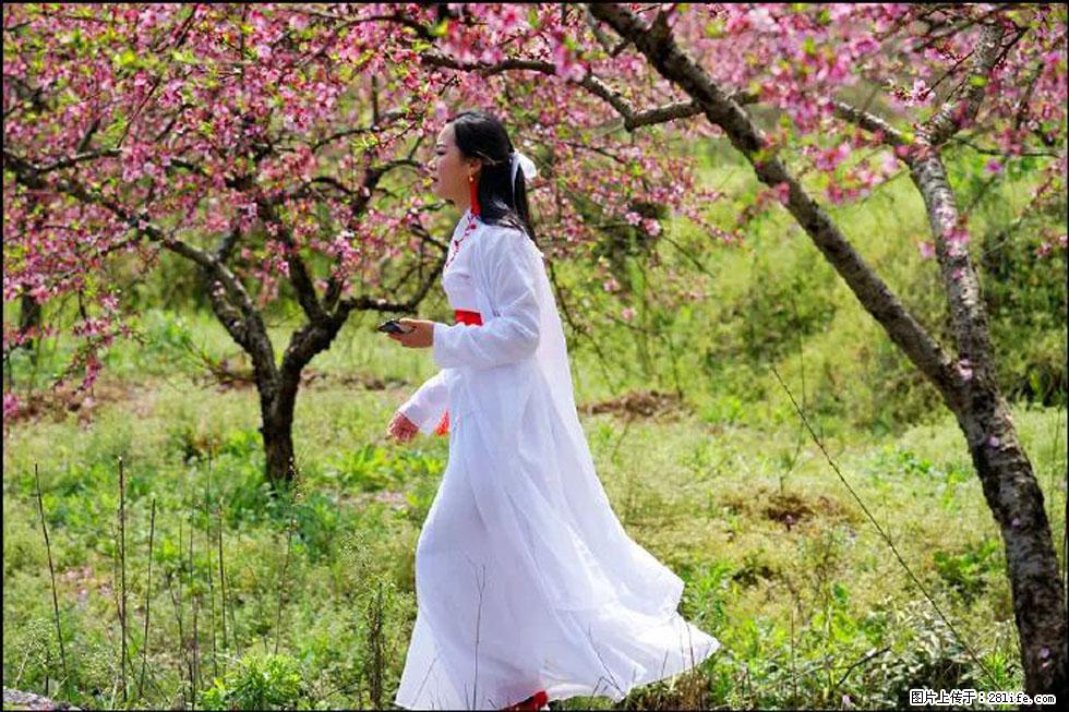 【春天,广西桂林灌阳县向您发出邀请!】官庄村有个醉美的桃花园 - 游山玩水 - 海东生活社区 - 海东28生活网 haidong.28life.com