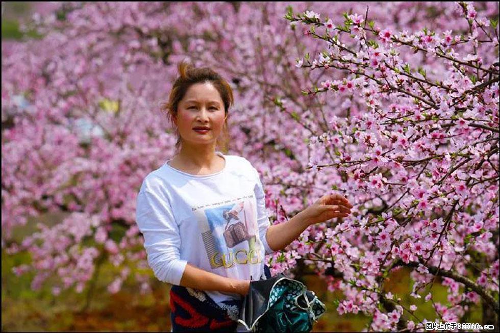 【春天,广西桂林灌阳县向您发出邀请!】官庄村有个醉美的桃花园 - 游山玩水 - 海东生活社区 - 海东28生活网 haidong.28life.com