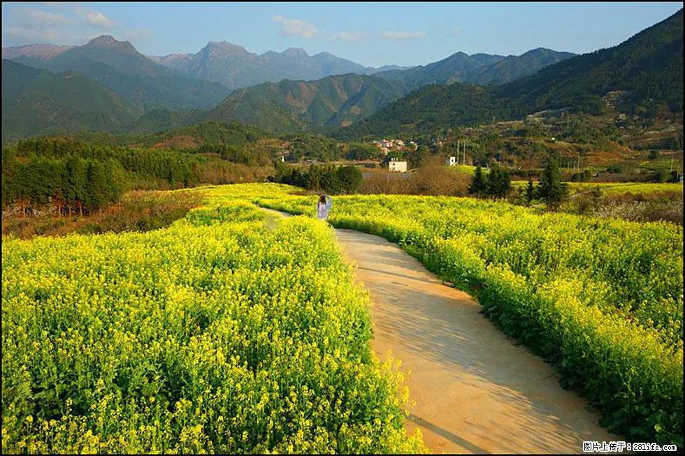 【春天,广西桂林灌阳县向您发出邀请!】长坪村油菜盛情花开 - 游山玩水 - 海东生活社区 - 海东28生活网 haidong.28life.com