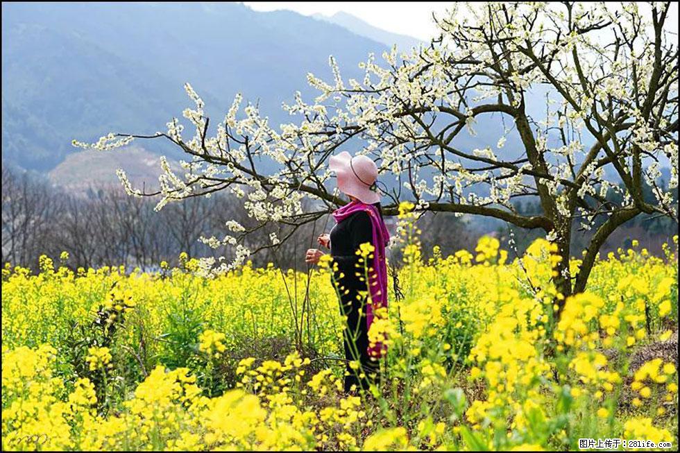 【春天,广西桂林灌阳县向您发出邀请!】长坪村油菜盛情花开 - 游山玩水 - 海东生活社区 - 海东28生活网 haidong.28life.com
