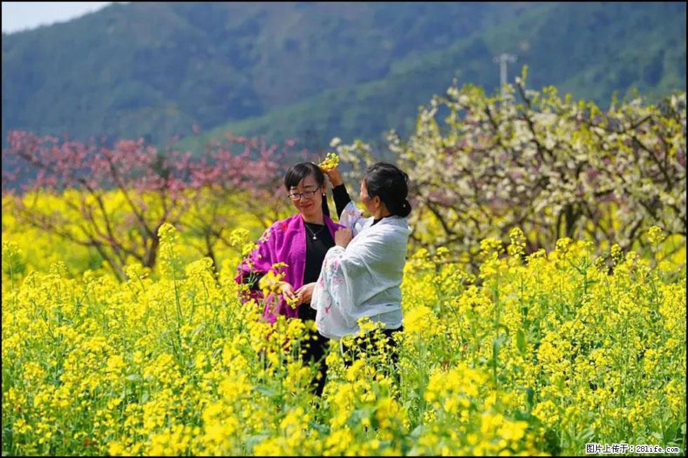 【春天,广西桂林灌阳县向您发出邀请!】长坪村油菜盛情花开 - 游山玩水 - 海东生活社区 - 海东28生活网 haidong.28life.com