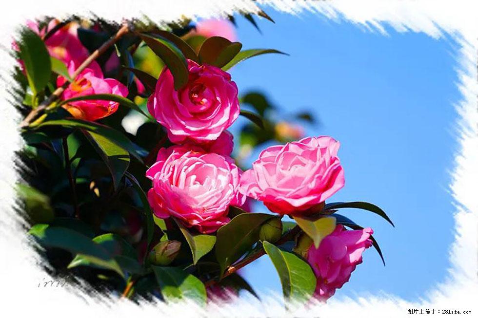 【春天,广西桂林灌阳县向您发出邀请!】杨柳井茶花惹人爱 - 游山玩水 - 海东生活社区 - 海东28生活网 haidong.28life.com