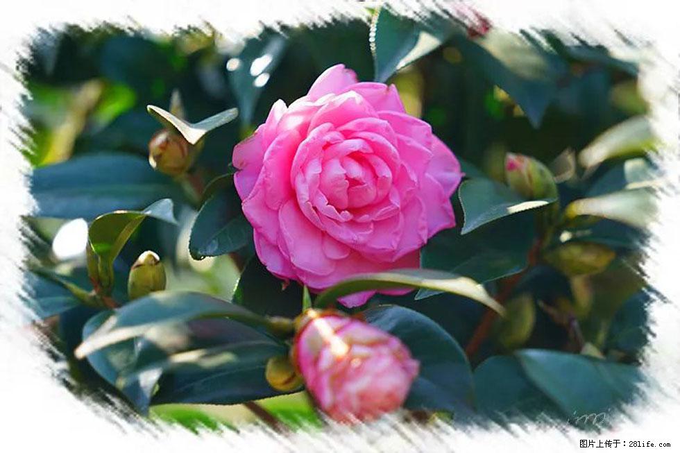 【春天,广西桂林灌阳县向您发出邀请!】杨柳井茶花惹人爱 - 游山玩水 - 海东生活社区 - 海东28生活网 haidong.28life.com