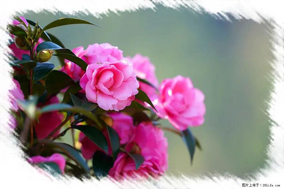 【春天,广西桂林灌阳县向您发出邀请!】杨柳井茶花惹人爱 - 游山玩水 - 海东生活社区 - 海东28生活网 haidong.28life.com