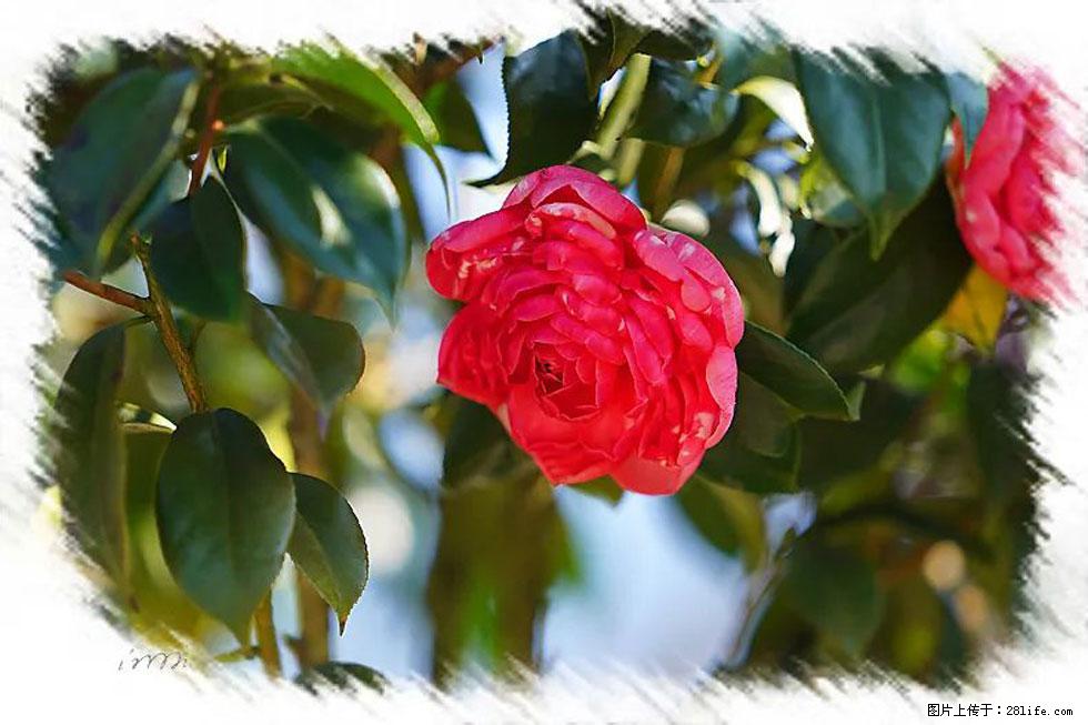 【春天,广西桂林灌阳县向您发出邀请!】杨柳井茶花惹人爱 - 游山玩水 - 海东生活社区 - 海东28生活网 haidong.28life.com