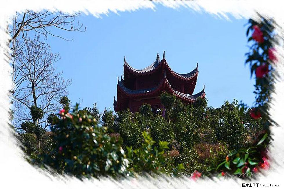 【春天,广西桂林灌阳县向您发出邀请!】杨柳井茶花惹人爱 - 游山玩水 - 海东生活社区 - 海东28生活网 haidong.28life.com