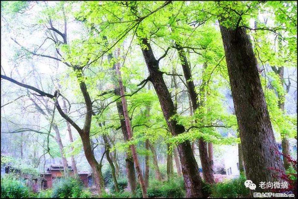 【春天,广西桂林灌阳县向您发出邀请!】在小龙村与春天约会 - 游山玩水 - 海东生活社区 - 海东28生活网 haidong.28life.com