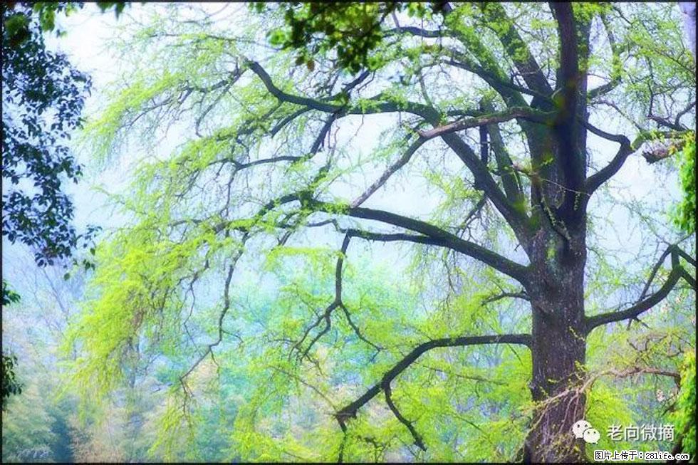 【春天,广西桂林灌阳县向您发出邀请!】在小龙村与春天约会 - 游山玩水 - 海东生活社区 - 海东28生活网 haidong.28life.com