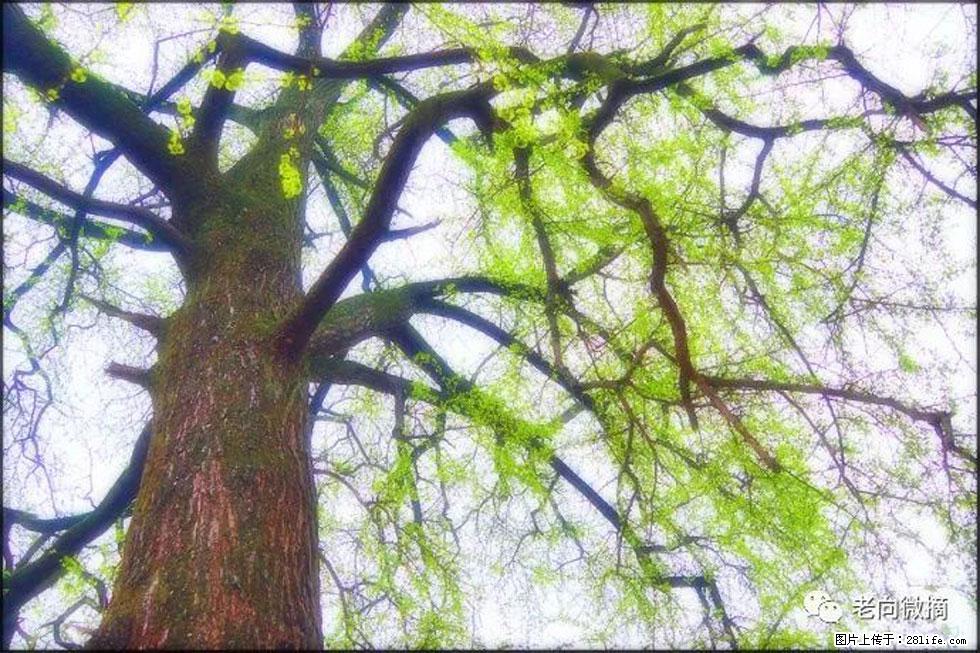 【春天,广西桂林灌阳县向您发出邀请!】在小龙村与春天约会 - 游山玩水 - 海东生活社区 - 海东28生活网 haidong.28life.com