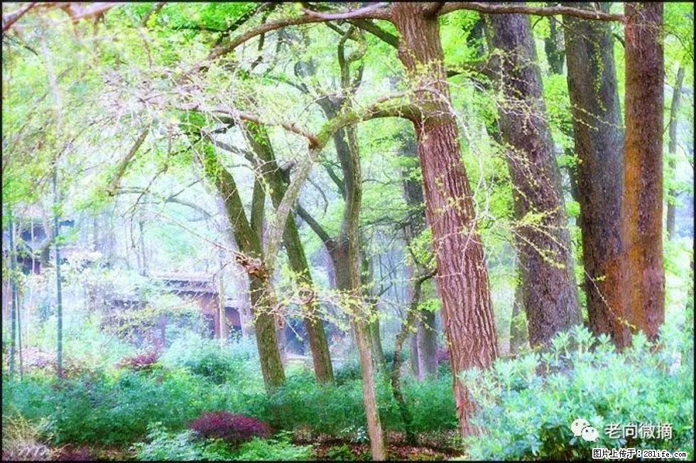 【春天,广西桂林灌阳县向您发出邀请!】在小龙村与春天约会 - 游山玩水 - 海东生活社区 - 海东28生活网 haidong.28life.com
