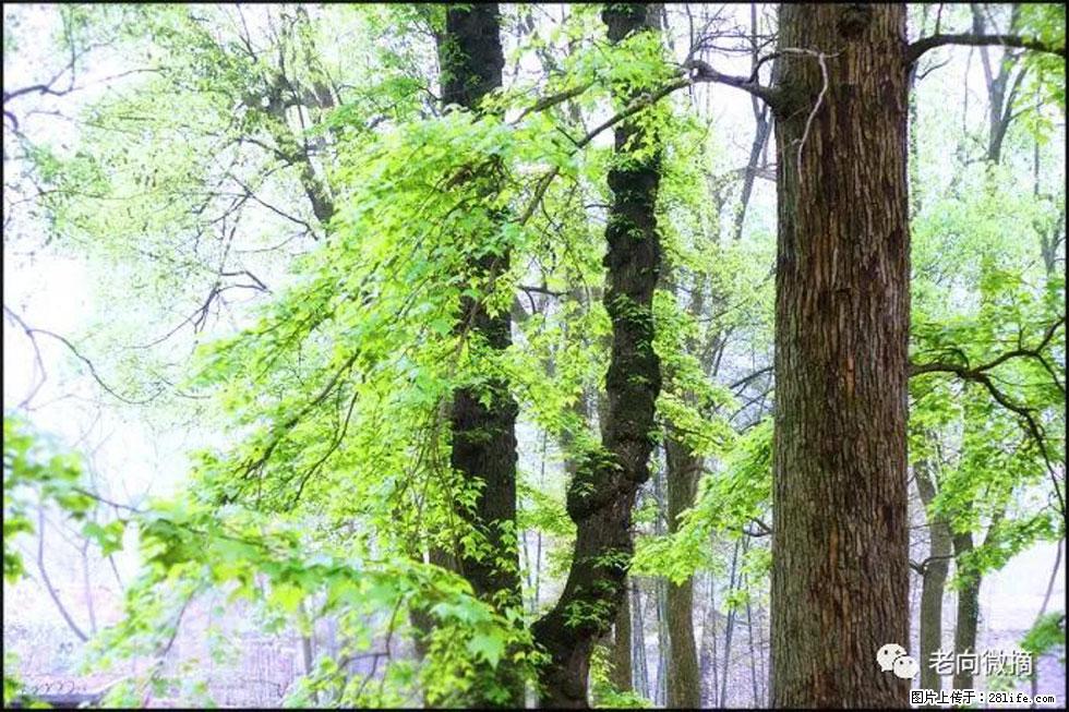 【春天,广西桂林灌阳县向您发出邀请!】在小龙村与春天约会 - 游山玩水 - 海东生活社区 - 海东28生活网 haidong.28life.com