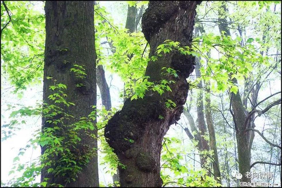【春天,广西桂林灌阳县向您发出邀请!】在小龙村与春天约会 - 游山玩水 - 海东生活社区 - 海东28生活网 haidong.28life.com