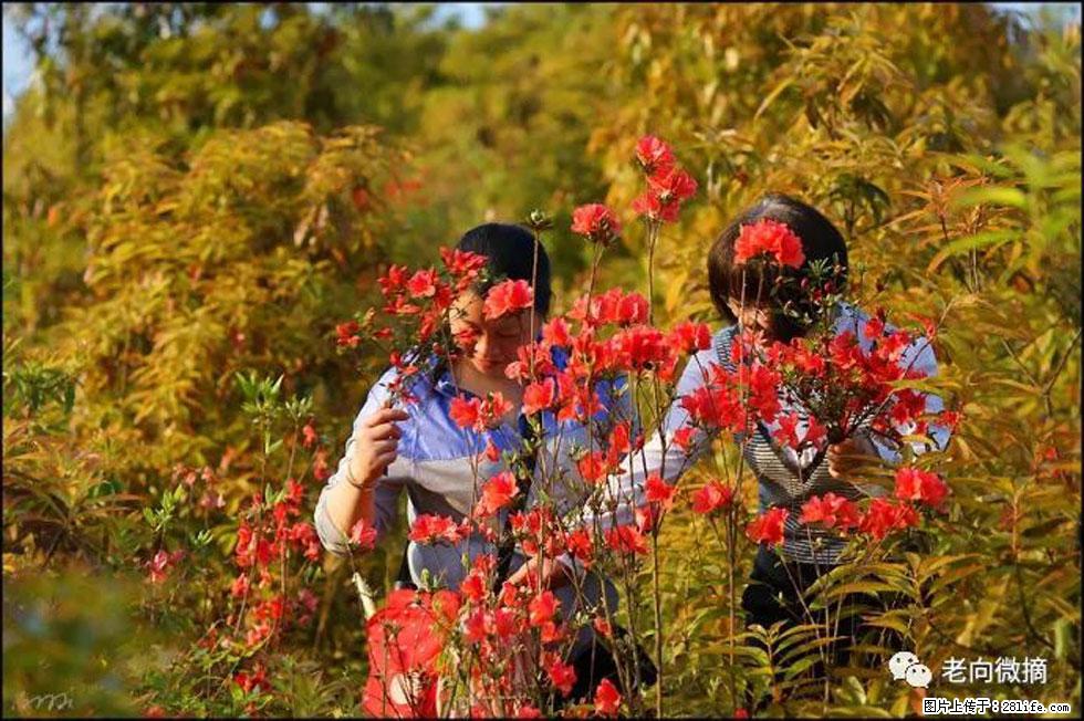 【春天,广西桂林灌阳县向您发出邀请!】登麒麟山,相约映山红 - 游山玩水 - 海东生活社区 - 海东28生活网 haidong.28life.com