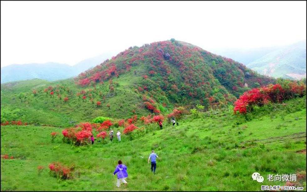 【春天,广西桂林灌阳县向您发出邀请!】宝盖山上映山红 - 游山玩水 - 海东生活社区 - 海东28生活网 haidong.28life.com