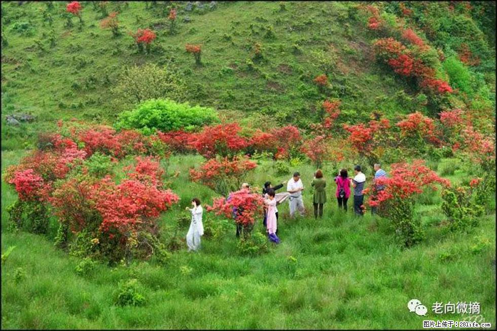 【春天,广西桂林灌阳县向您发出邀请!】宝盖山上映山红 - 游山玩水 - 海东生活社区 - 海东28生活网 haidong.28life.com
