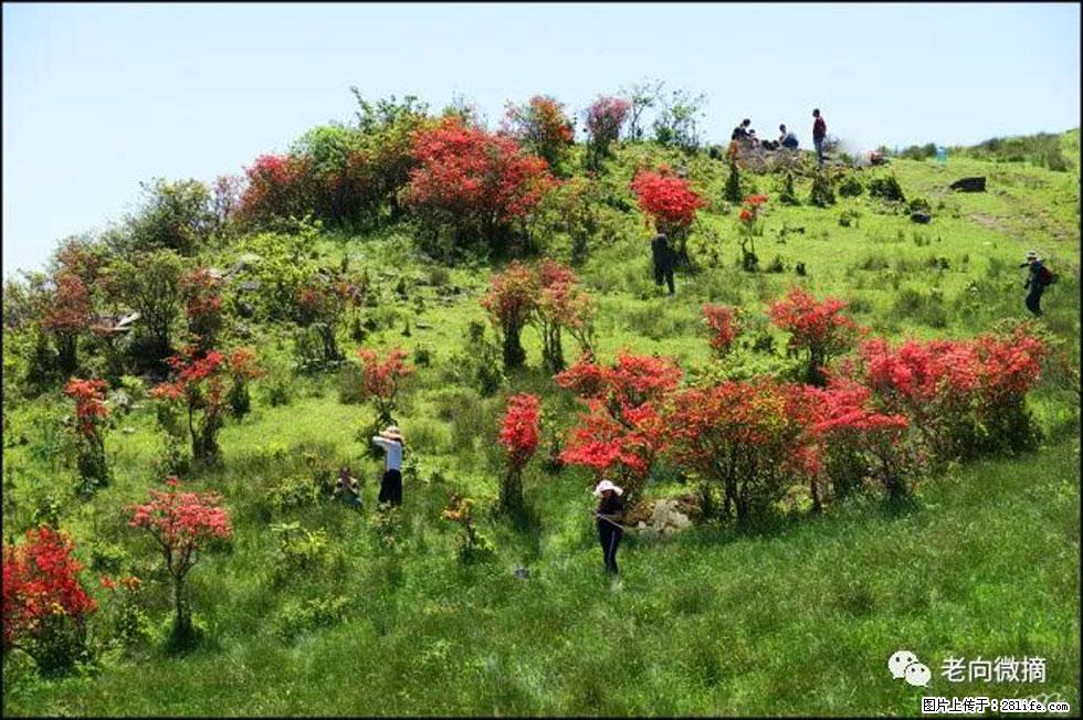 【春天,广西桂林灌阳县向您发出邀请!】宝盖山上映山红 - 游山玩水 - 海东生活社区 - 海东28生活网 haidong.28life.com
