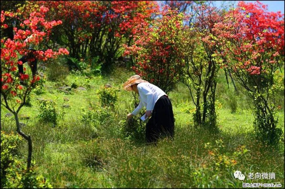 【春天,广西桂林灌阳县向您发出邀请!】宝盖山上映山红 - 游山玩水 - 海东生活社区 - 海东28生活网 haidong.28life.com