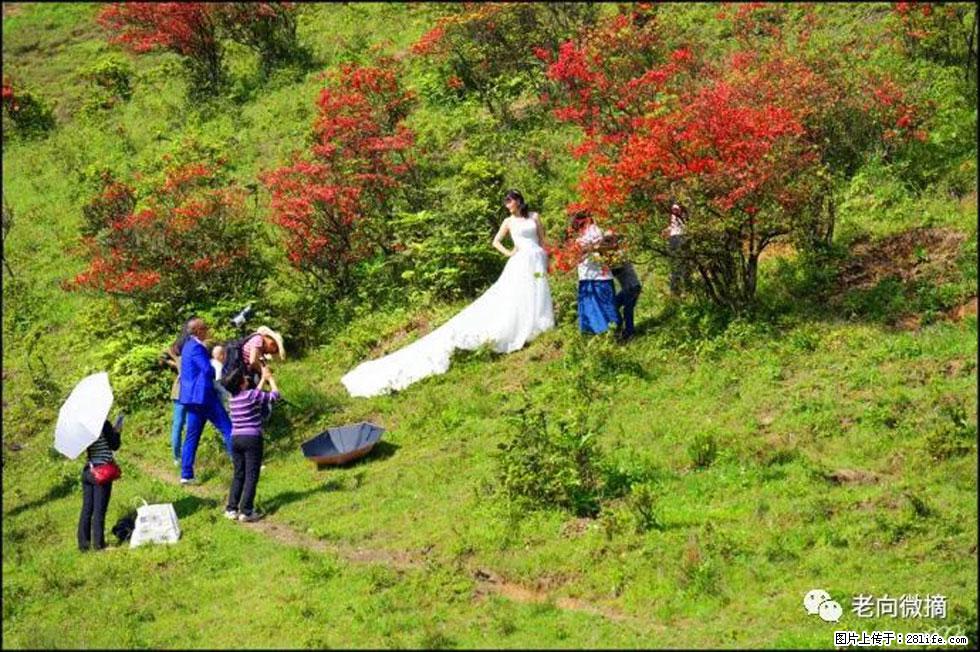 【春天,广西桂林灌阳县向您发出邀请!】宝盖山上映山红 - 游山玩水 - 海东生活社区 - 海东28生活网 haidong.28life.com