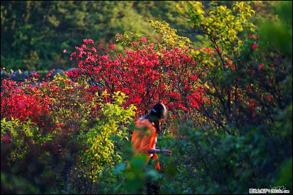 【春天,广西桂林灌阳县向您发出邀请!】春木界上映山红 - 游山玩水 - 海东生活社区 - 海东28生活网 haidong.28life.com