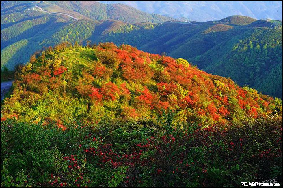 【春天,广西桂林灌阳县向您发出邀请!】春木界上映山红 - 游山玩水 - 海东生活社区 - 海东28生活网 haidong.28life.com