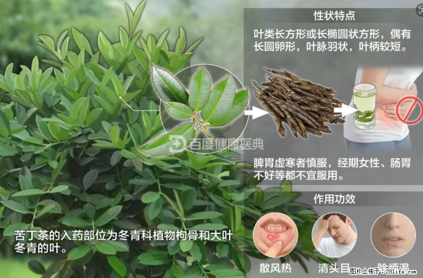 苦丁茶有哪些功效和作用 - 生活百科 - 海东生活社区 - 海东28生活网 haidong.28life.com
