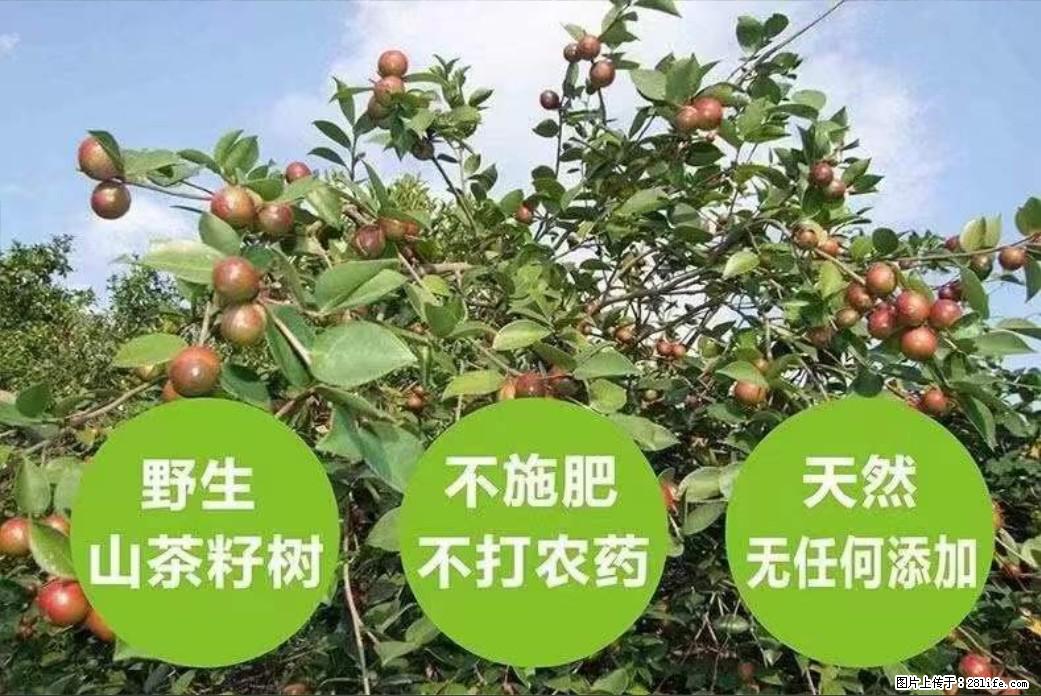 【灌阳县油茶产业示范区】一个有着充实的精神生活的人,对待身外之物自会有一种淡泊的态度 - 土特产 - 饮食特产 - 海东分类信息 - 海东28生活网 haidong.28life.com