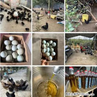油茶园从小鸡仔开始养起的纯土鸡、土鸡蛋可以预定啦!还有前几天刚榨的纯山茶油哦 - 海东28生活网 haidong.28life.com