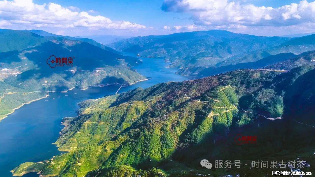 时间果百年古树龙珠普洱生茶 - 购物交流 - 海东生活社区 - 海东28生活网 haidong.28life.com