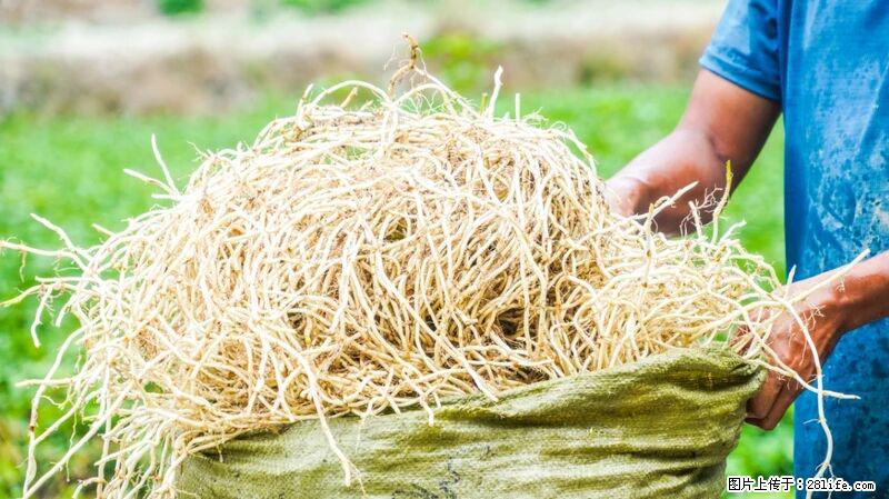 堪称“最难吃”的蔬菜，却是 “抗辐射神器”，还能护肺、清热、止咳化痰！ - 海东生活资讯 - 海东28生活网 haidong.28life.com