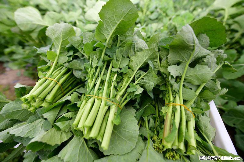 这些蔬菜是“天然钙片”，这6种被医生重点推荐 - 海东生活资讯 - 海东28生活网 haidong.28life.com